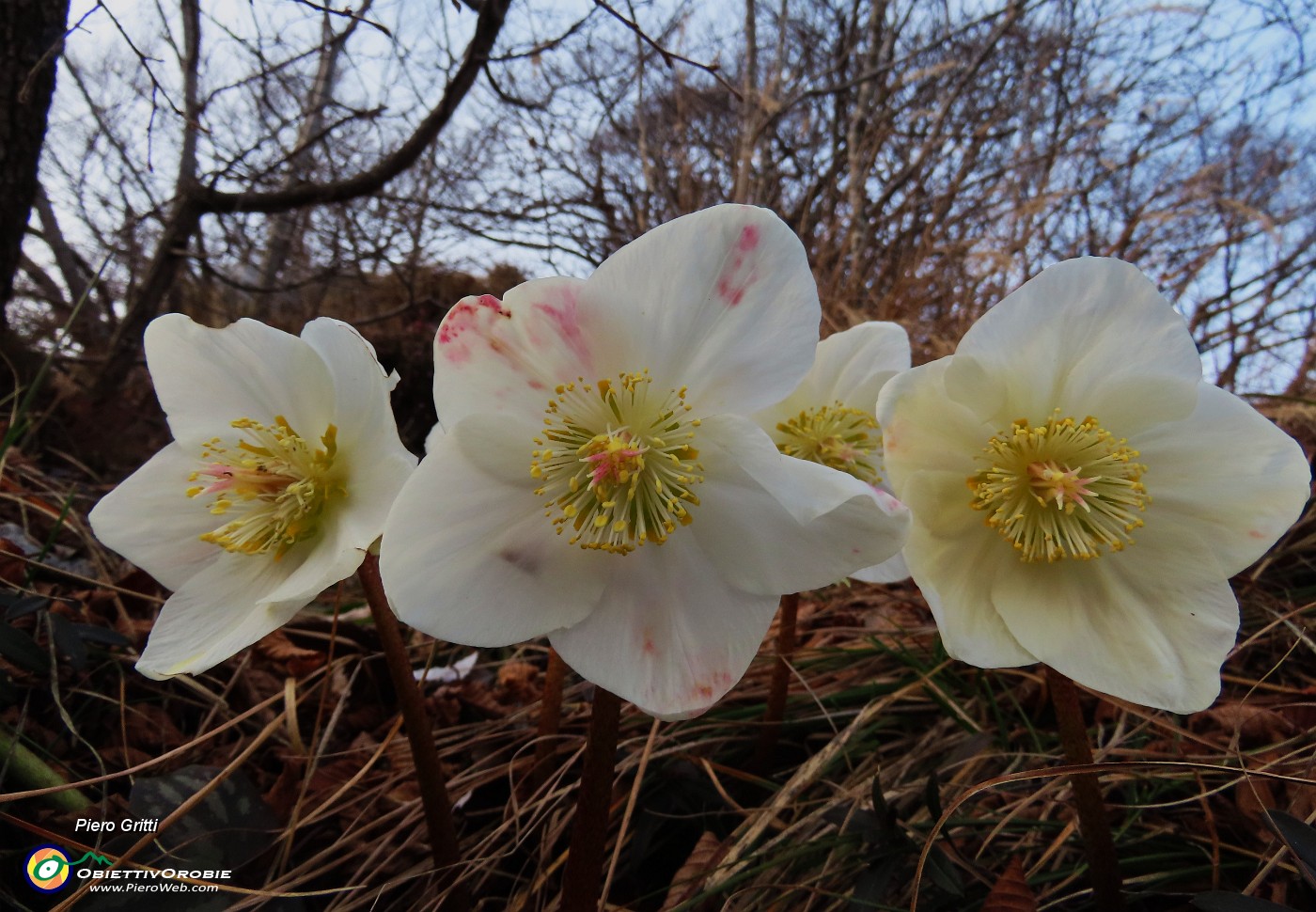 56 Famiglia di ellebori nei colori del tramonto.JPG
